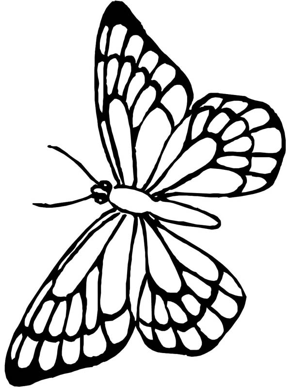 Lovely Butterfly Flying Around Coloring Page - Download & Print ...