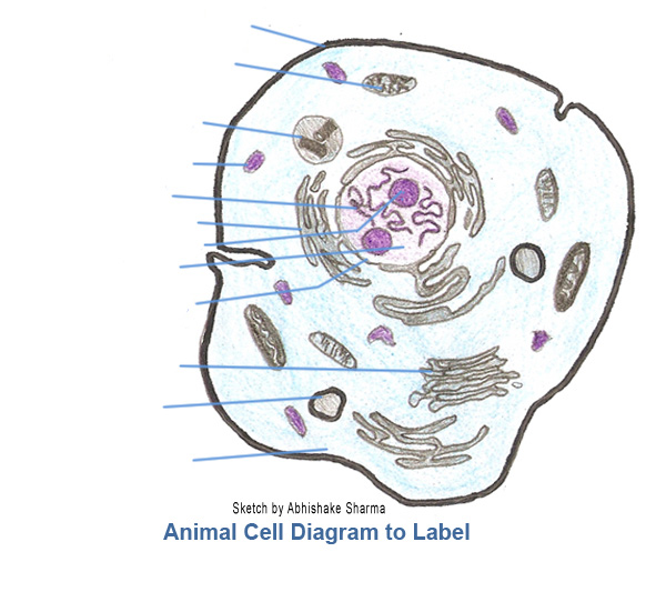 isimez: animal cell parts diagram