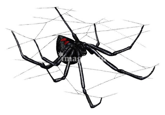 Black Widow Spider Art Prints by Roger Hall - Shop Canvas and ...