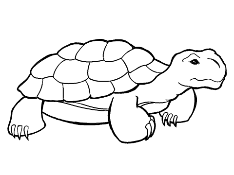 Turtle Shell Clip Art - ClipArt Best