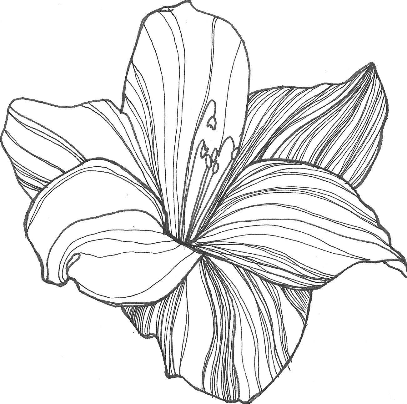 Drawing Of A Flower - ClipArt Best