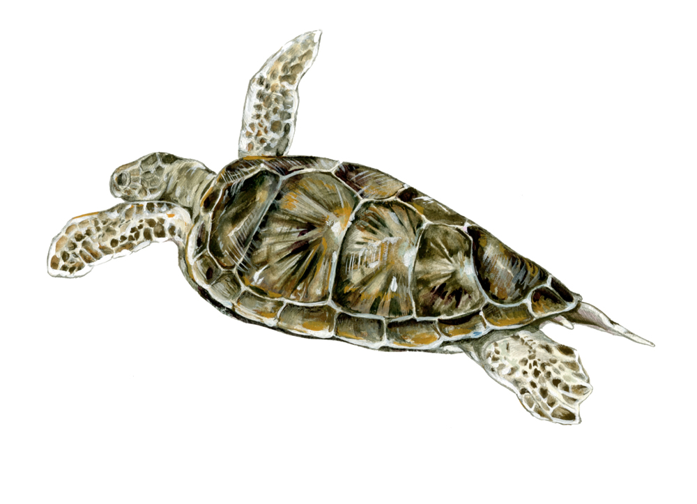 Pix For > Turtle Scientific Illustration