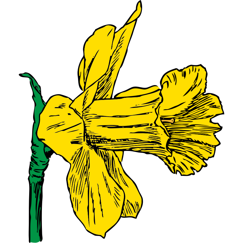 Clipart - daffodil