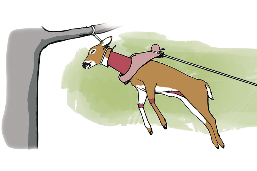 The Golf Ball Method: How to Skin a Deer in Less Than Five Minutes ...