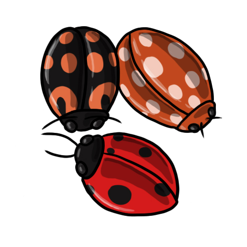 FREE Ladybug Clip Art 7