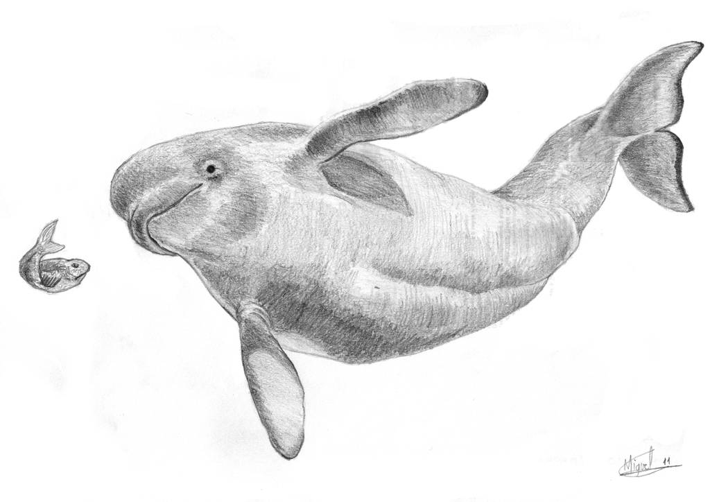 Beluga Whale by Berilia on DeviantArt