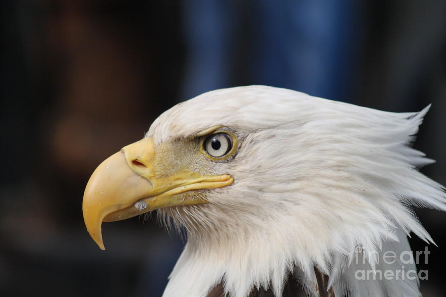 Eagle Head by Dean Gribble