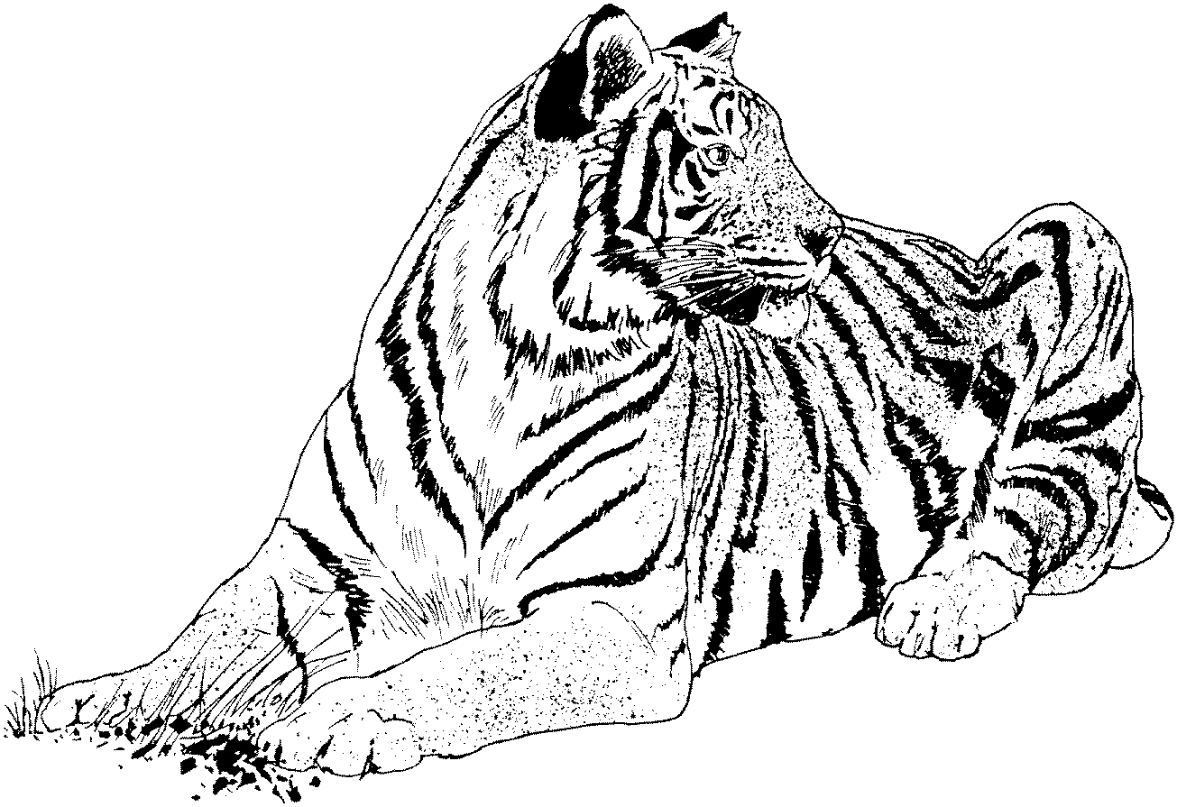 tiger-5.gif