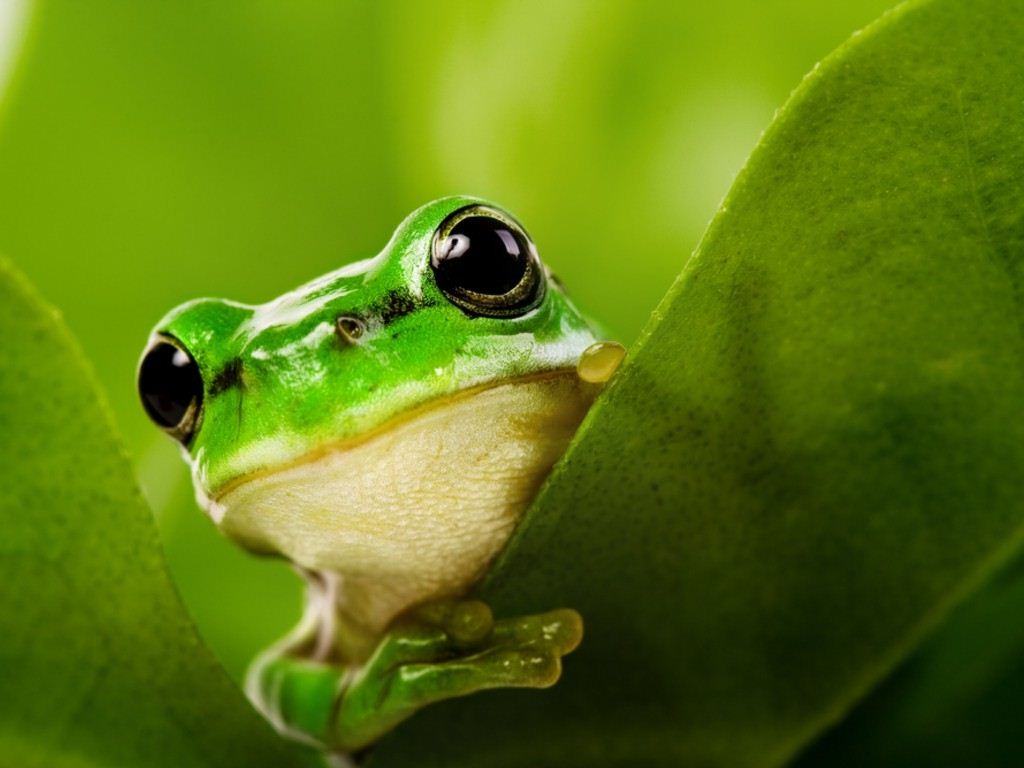 Cute Frog - Cliparts.co