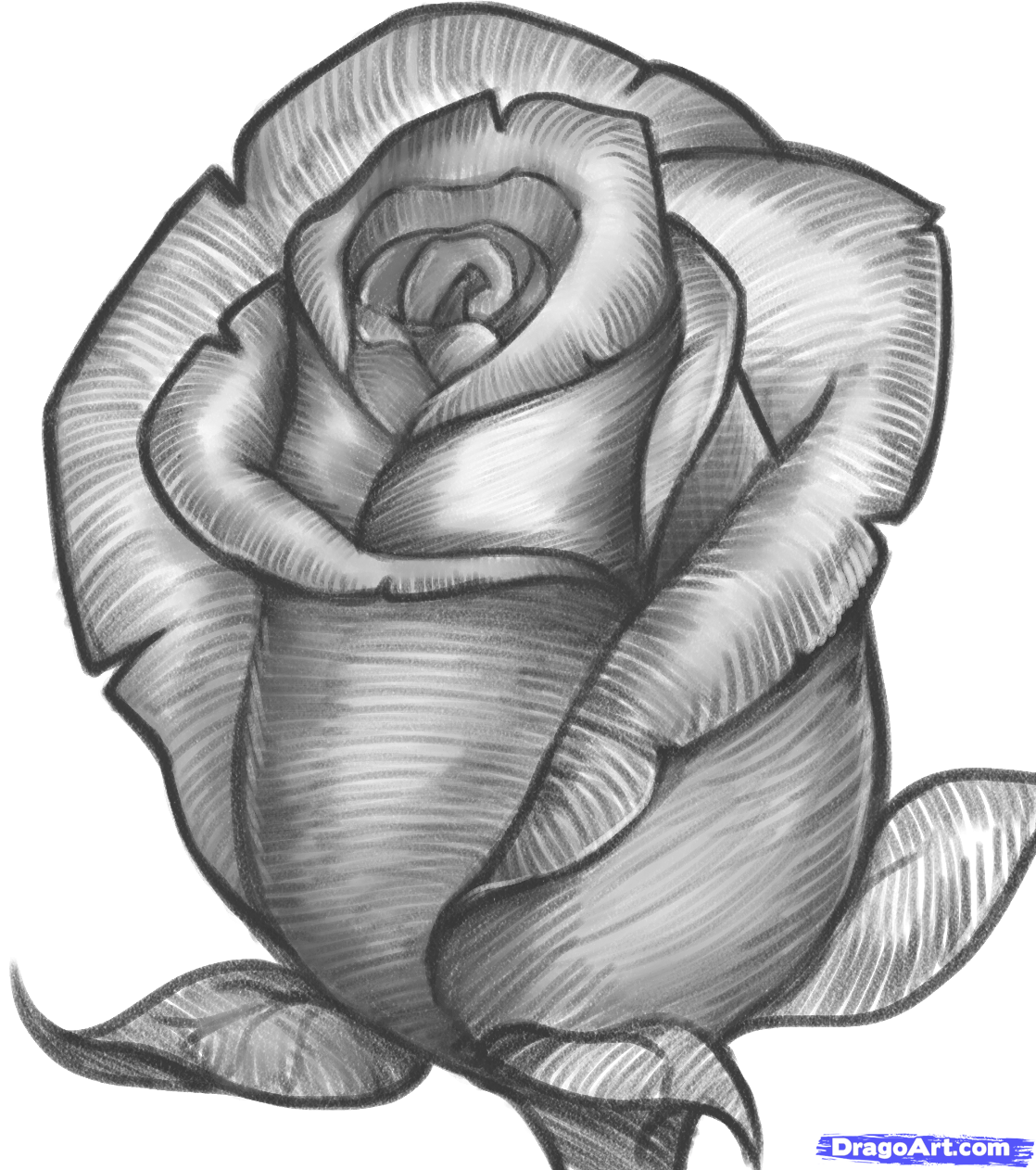 rose drawing sketch