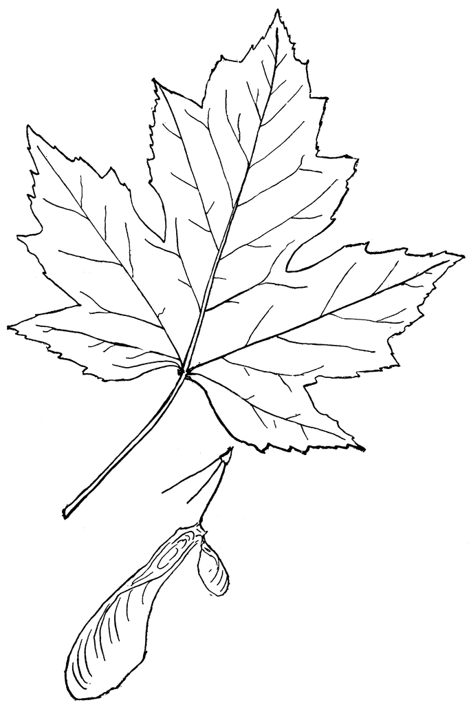 Maple Leaf Outline - AZ Coloring Pages