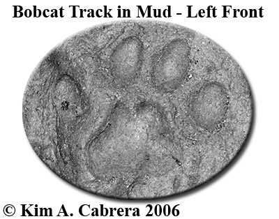 Animal Tracks - Bobcat (Lynx rufus - formerly Felis rufus)