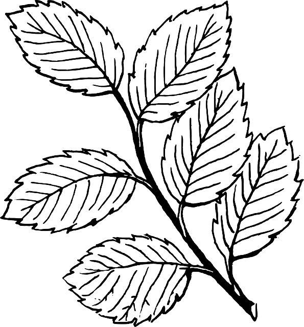 BLACK, FALL, OUTLINE, DRAWING, LEAF, TREE, WHITE - Public Domain ...