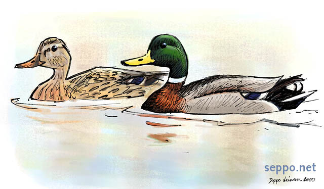 Birds - Mallard – Wild Duck – male and female - Environmental Cartoons