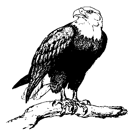 Cool Black And White Eagle - ClipArt Best