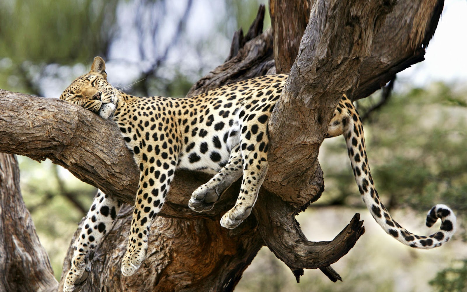 Beautiful Animals Safaris: Safari Amazing ! Beautiful Animal ...