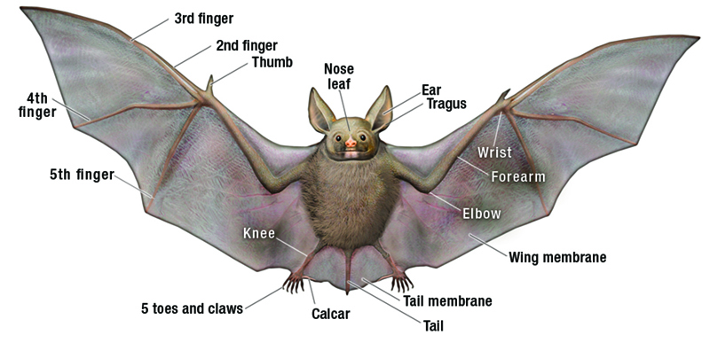 Paul Mirocha Design and Illustration » Bats: Any Questions?