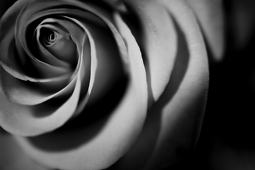 Black And White Rose | Flickr - Photo Sharing!