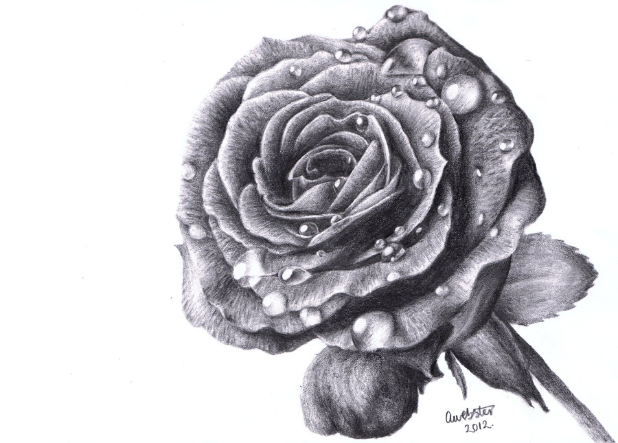 Things I love on Pinterest | Pencil Drawings, Rose Drawings and Pencil