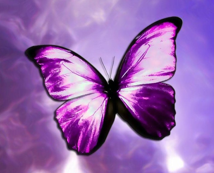 The Kirbas Institute » Look for the Butterfly!
