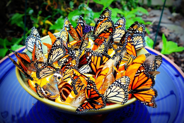 Make a Homemade Butterfly Feeder to Attract Butterflies to your ...