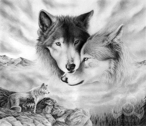 Wolf-drawing-3 by Horselover1212 on DeviantArt