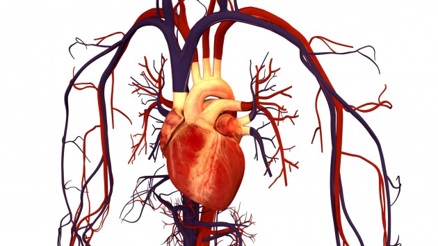 Scientists Grow Human Heart Tissue Capable of Beating Autonomously