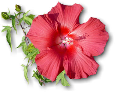 Hibiscus Plant Drawing - Gallery