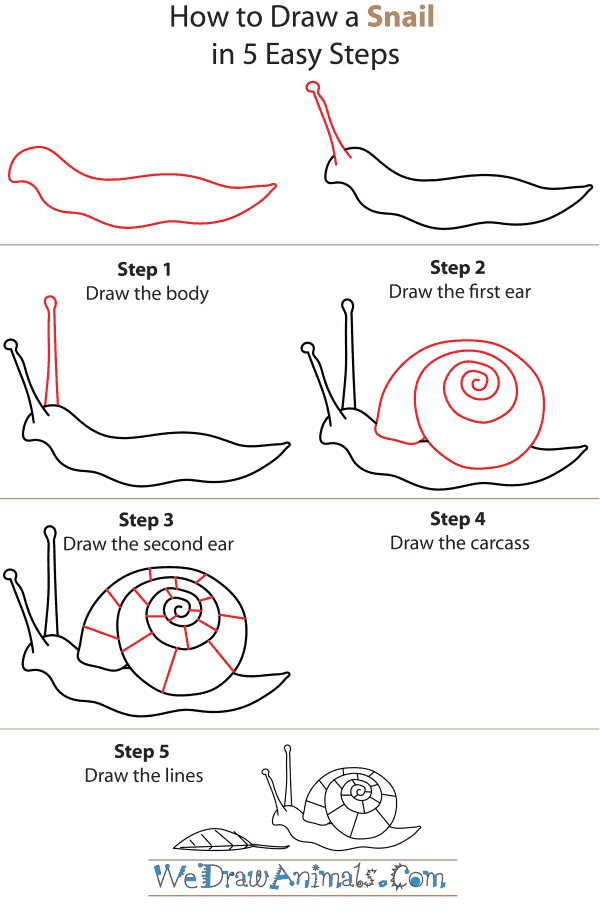 Howtodrawasnailstepby Cliparts.co