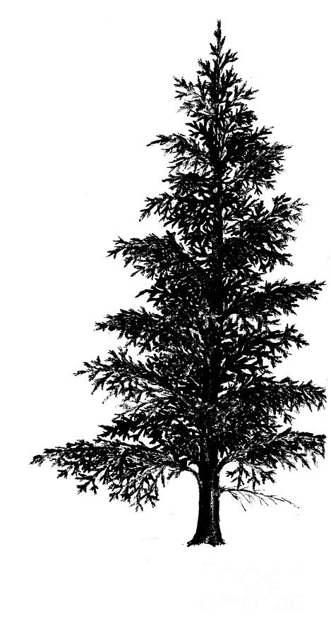 Norway Spruce Drawing by Kerstin Ivarsson