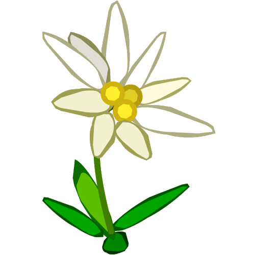 clipart edelweiss flower - photo #2