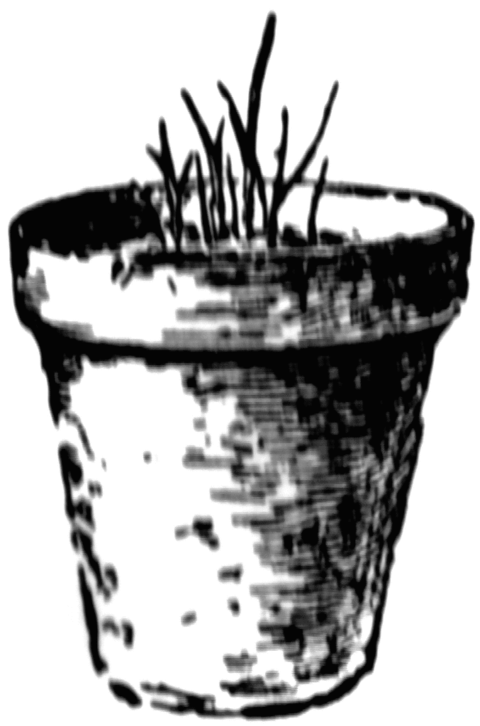 Wheat, potted and stunted | ClipArt ETC