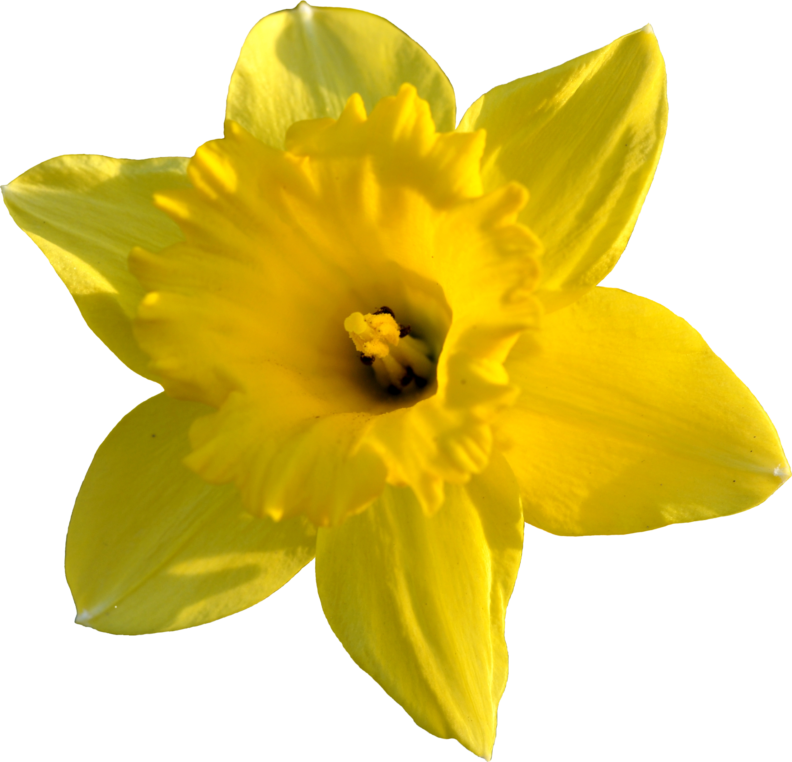 Daffodil Images & Pictures - Becuo