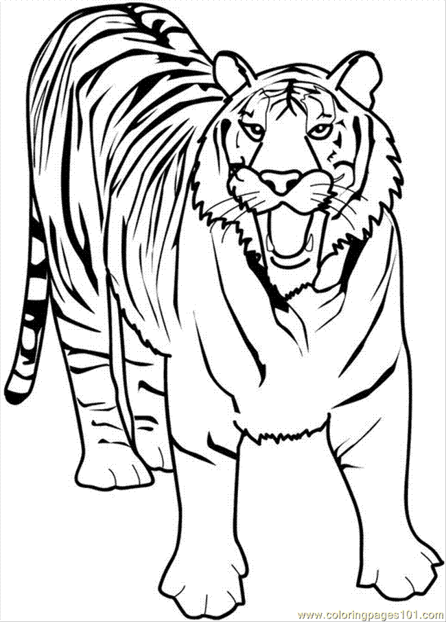 Coloring Pages 21 Tiger (Mammals > Tiger) - free printable ...