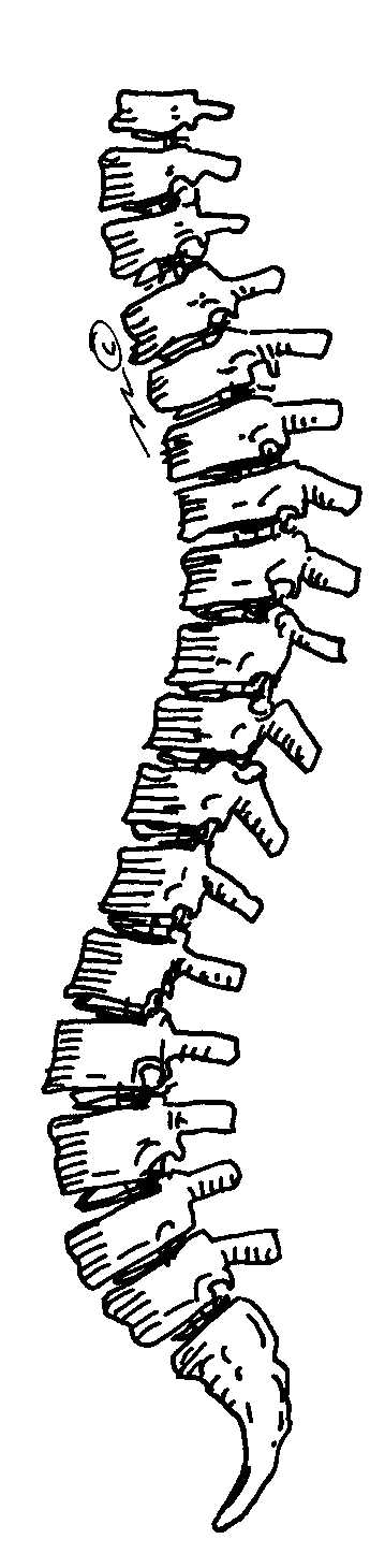Spine 20clipart