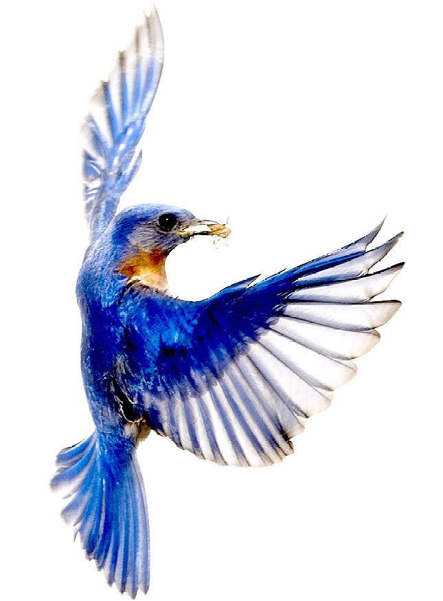 BLUE BIRDS BLUEBIRDS ORNITHOLOGY