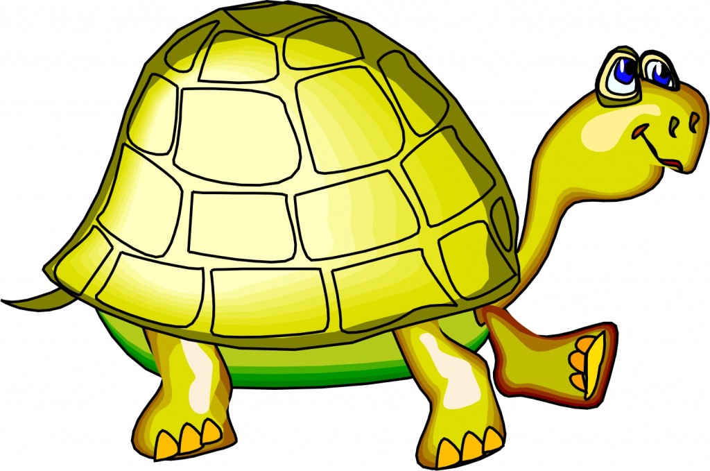 Cartoon Turtle Images Wallpaper Images For Home