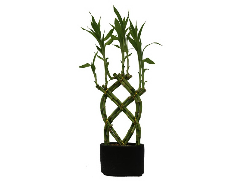Money Tree Plant with Pot (Pachira Aquatica) [MONEYTREE] - $13.39 ...