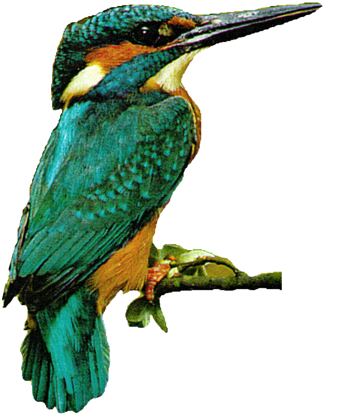 clipart kingfisher bird - photo #32