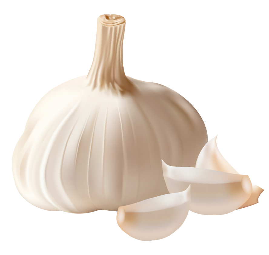 Garlic Clipart PNG Picture
