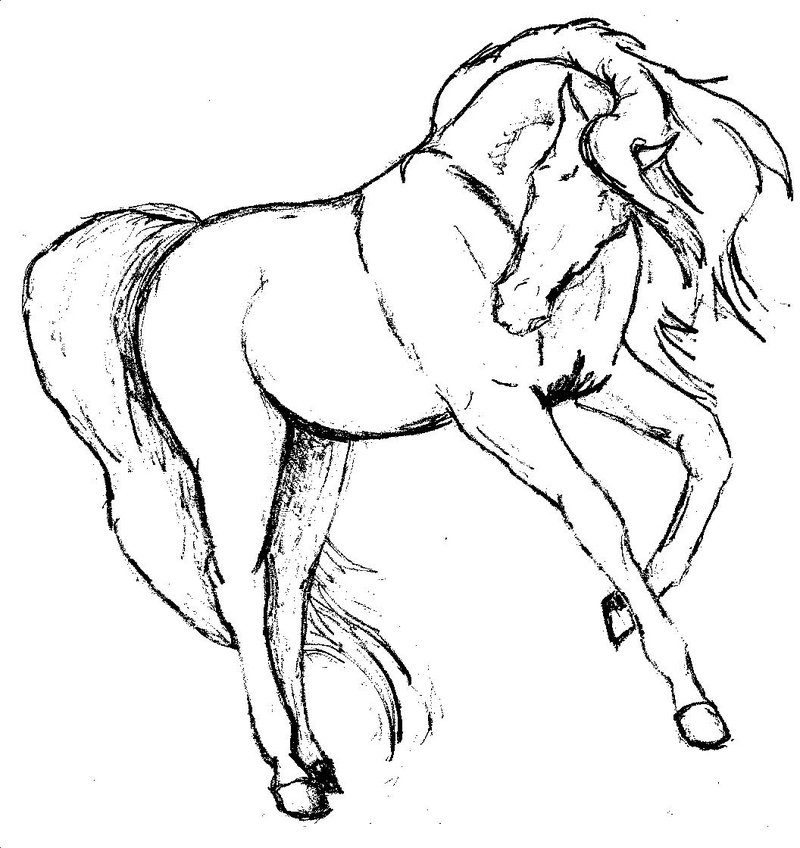 Horse Pictures Drawings