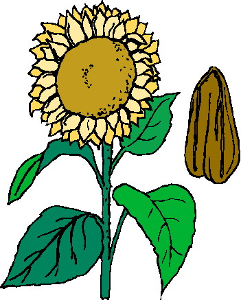Sunflower Flower Clip Art Car Pictures