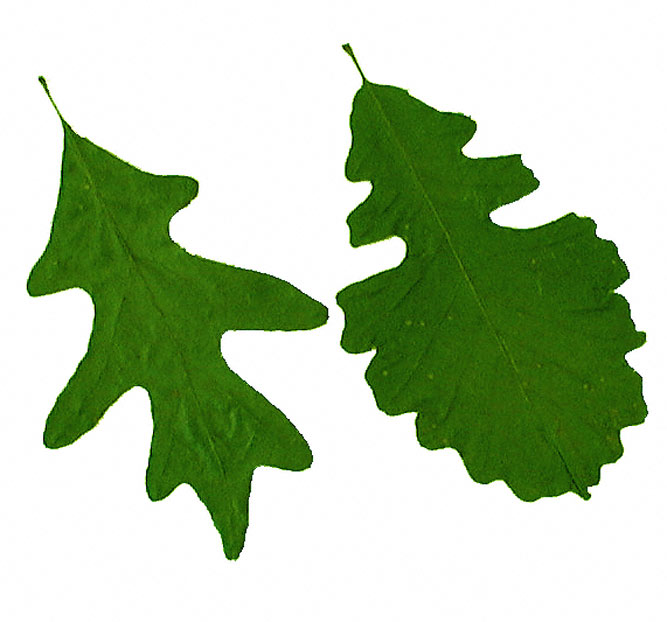 White Oak Leaf Natural
