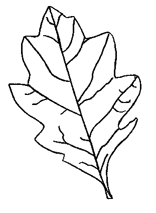 Picture Of Oak Leaf - ClipArt Best
