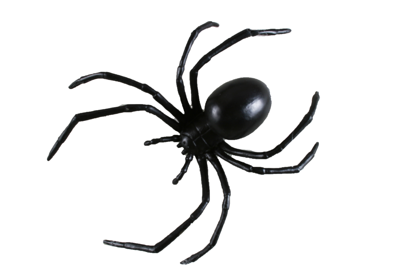 BLACK WIDOW SPIDER 6inch - Props - Costume - ClipArt Best ...