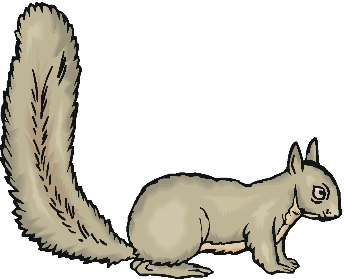 Images For > Cute Squirrel Clipart