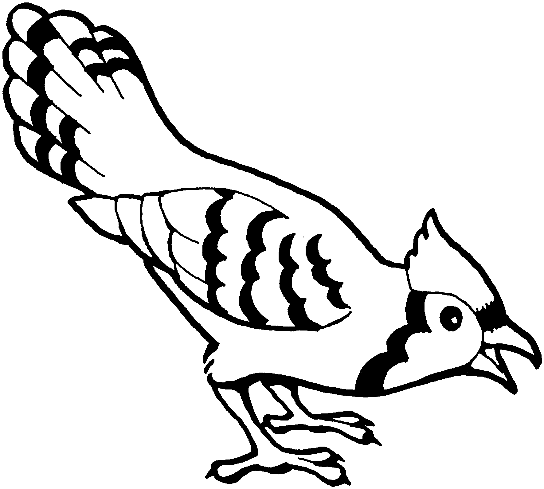 Trends For > Blue Jay Coloring Page
