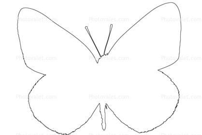 Alfalfa Sulpher outline, Butterfly, Wings, line drawing Images ...