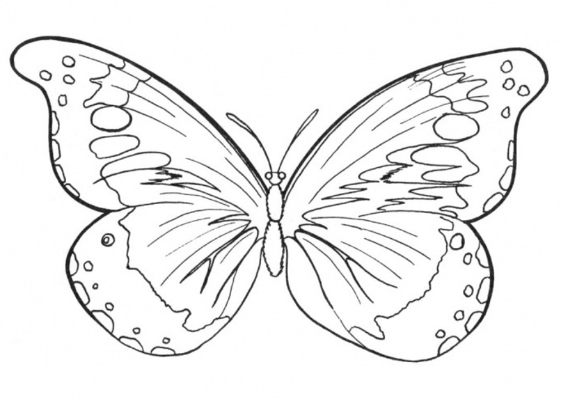 Butterfly Outline Patterns | Free Craft Patterns