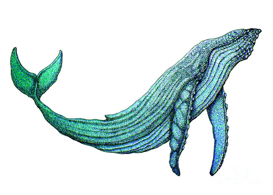 Humpback Whale Drawings for Sale